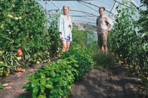 tomatglädje i tunnelväxthuset.